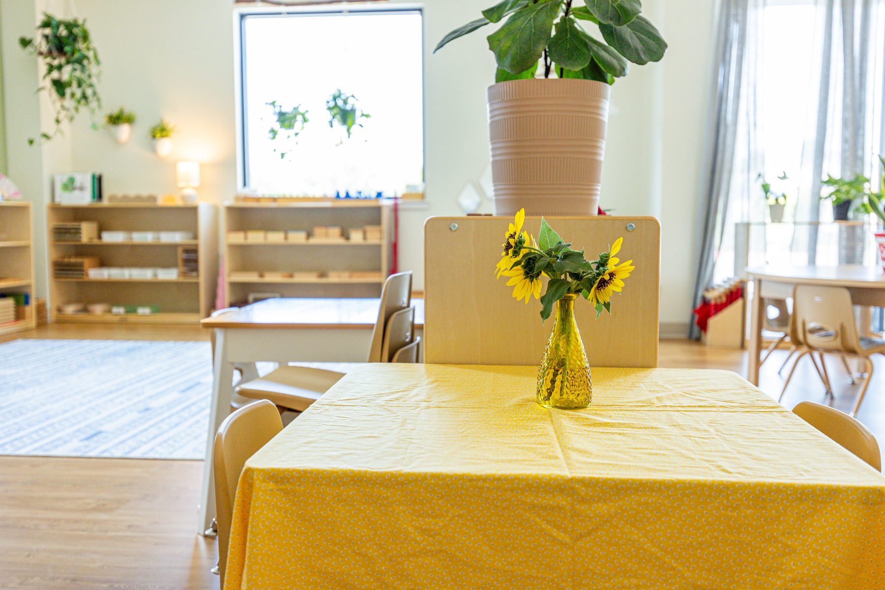 Cedar Park sunflowers on table